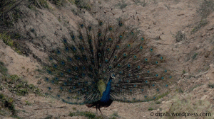 peacock-dance-cnp